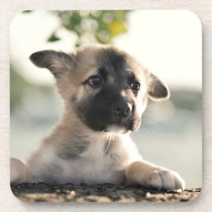 Dessous-de-verre Chiot allemand sur la corniche