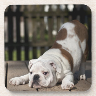 Dessous-de-verre Chiot anglais de bouledogue