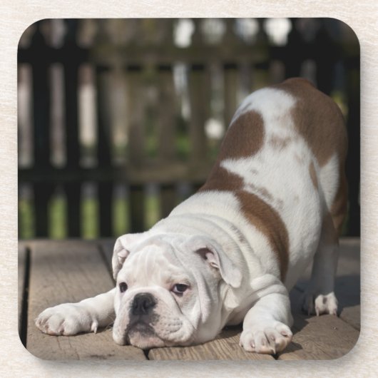 Dessous-de-verre Chiot anglais de bouledogue (Devant)