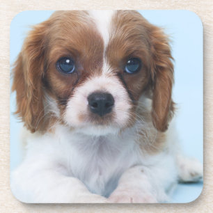 Dessous-de-verre Chiot cavalier d'épagneul du Roi Charles