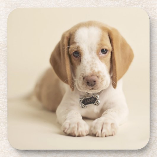 Dessous-de-verre Chiot de beagle (Devant)