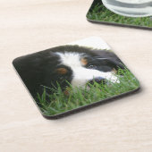 Dessous-de-verre Chiot de Bernese (Côté gauche)