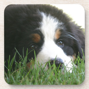 Dessous-de-verre Chiot de Bernese