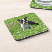 Dessous-de-verre Chiot de Boston Terrier dans l'ensemble de dessous (Côté gauche)