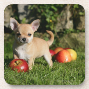 Dessous-de-verre Chiot de chiwawa avec des pommes