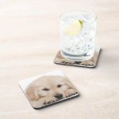 Dessous-de-verre Chiot de golden retriever (20 semaines de) (Côté Droit)