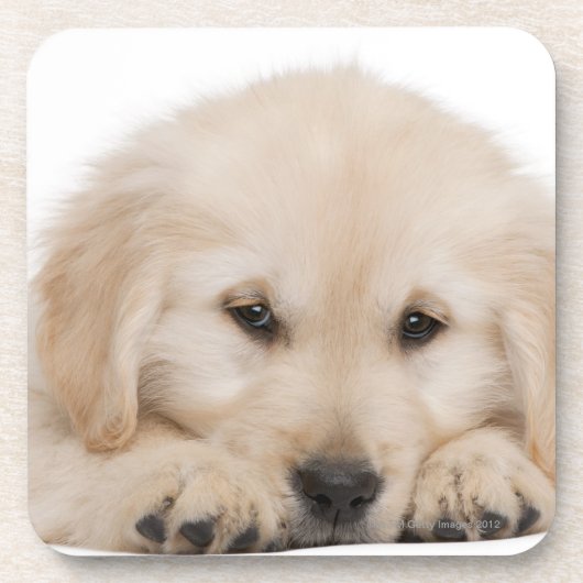 Dessous-de-verre Chiot de golden retriever (20 semaines de) (Devant)