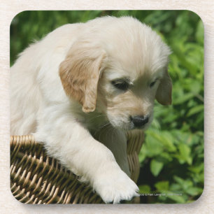 Dessous-de-verre Chiot de golden retriever dans le panier