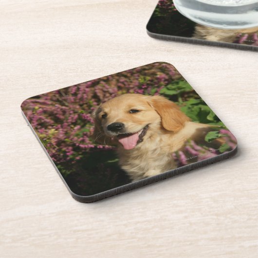 Dessous-de-verre Chiot d'or de Retreiver (Côté gauche)