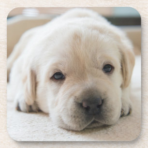 Dessous-de-verre Chiot doré du Labrador