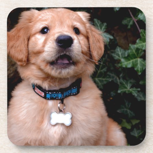 Dessous-de-verre Chiot Golden Retriever (Devant)