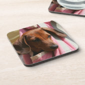 Dessous-de-verre chiot miniature Lisse-haired de teckel (Côté gauche)