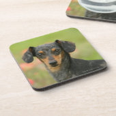 Dessous-de-verre chiot miniature Lisse-haired de teckel regardant (Côté gauche)