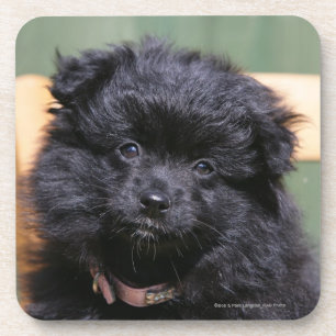 Dessous-de-verre Chiot noir de Pomeranian