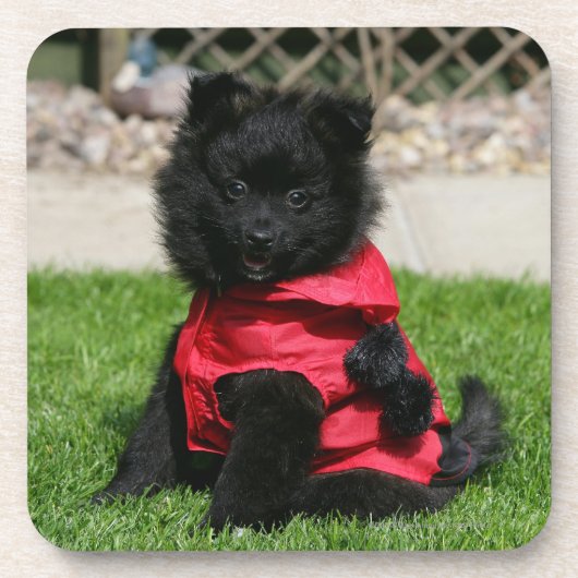Dessous-de-verre Chiot noir de Pomeranian regardant (Devant)