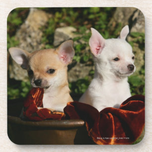 Dessous-de-verre Chiots de chiwawa