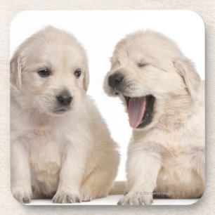 Dessous-de-verre Chiots de golden retriever (4 semaines de)