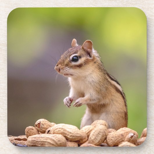 Dessous-de-verre Chipmunk aux cacahuètes (Devant)
