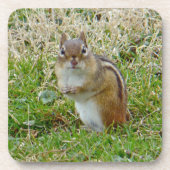 Dessous-de-verre Chipmunk oriental (Devant)