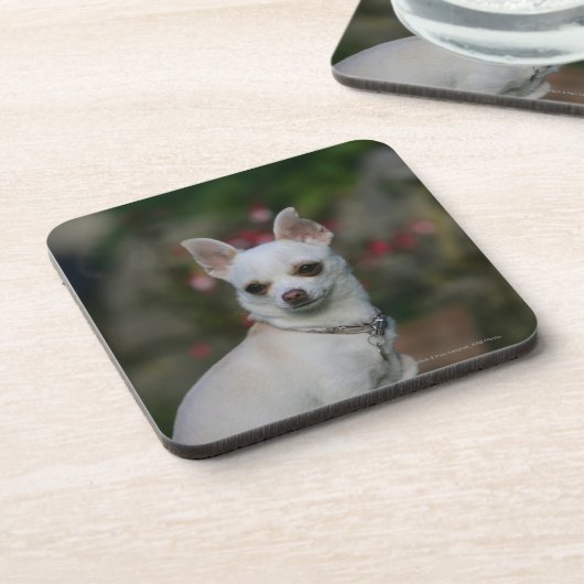 Dessous-de-verre Chiwawa blanc (Côté gauche)