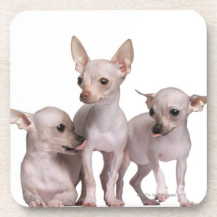 Dessous-de-verre Chiwawa chauve (5 et 7 mois)