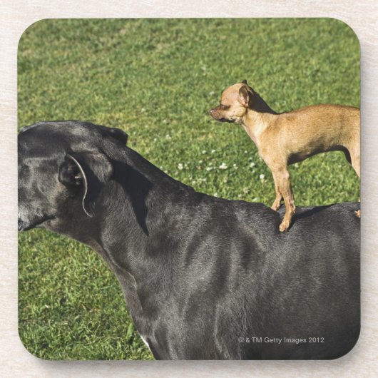 Dessous-de-verre Chiwawa sur le dos 2 de great dane (Devant)