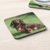 Dessous-de-verre Chocolat et teckel miniature aux cheveux longs (Côté gauche)