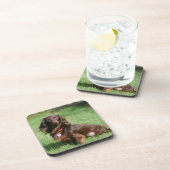 Dessous-de-verre Chocolat et teckel miniature aux cheveux longs (Côté Droit)