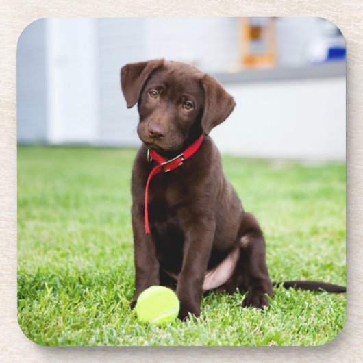 Dessous-de-verre Chocolat Labrador Puppy Avec Tennis Ball (Devant)