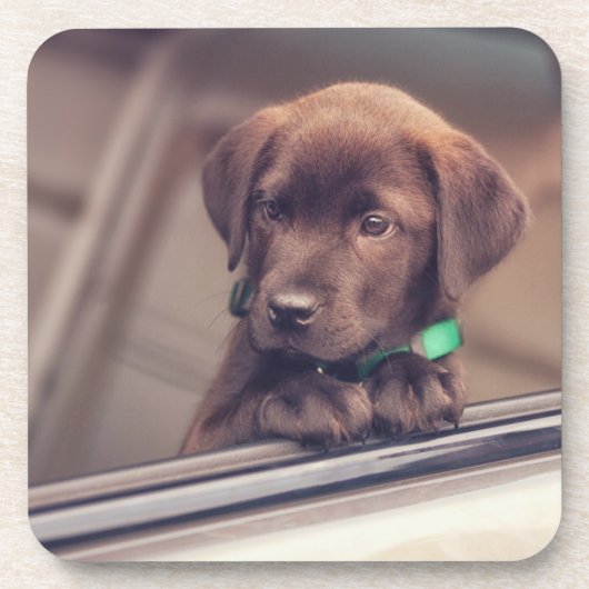 Dessous-de-verre Chocolat Labrador Puppy In Car (Devant)
