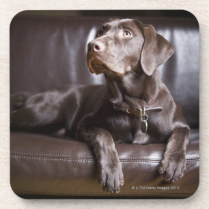 Dessous-de-verre Chocolat labrador retriever