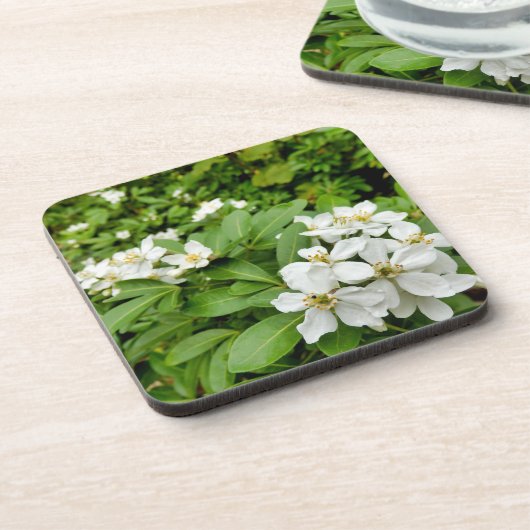 Dessous-de-verre Choisya Ternata (Côté gauche)