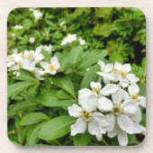 Dessous-de-verre Choisya Ternata (Devant)