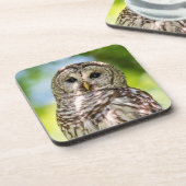 Dessous-de-verre Chouette barrée (Côté gauche)