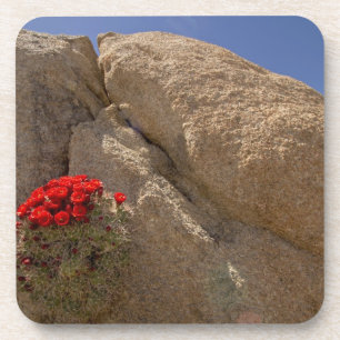 Dessous-de-verre Claret cup ou cactus de Mojave en fleurs
