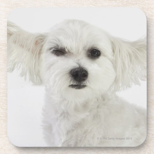 Dessous-de-verre Cligner de l'oeil de chien (Devant)