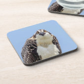 Dessous-de-verre Closeup d'un balbuzard juvénile (Côté gauche)