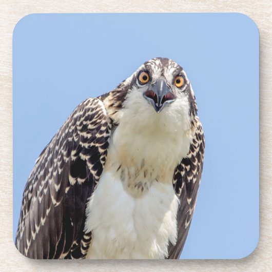 Dessous-de-verre Closeup d'un balbuzard juvénile (Devant)