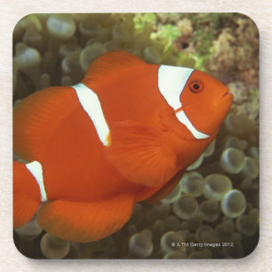 Dessous-de-verre Clownfish marron avec l'actinie