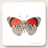 Dessous-de-verre Clymena de Diaethria (Devant)