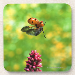 Dessous-de-verre coccinelle