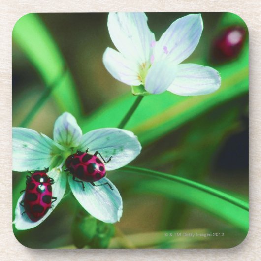Dessous-de-verre Coccinelle (Devant)