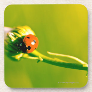 Dessous-de-verre Coccinelle sur le brin