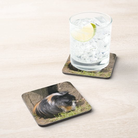 Dessous-de-verre Cochon de Guinée (Côté Droit)