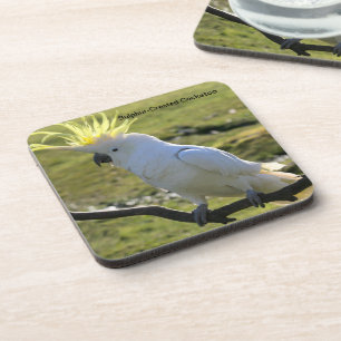 Dessous-de-verre Cockatoo à pois de soufre en Australie