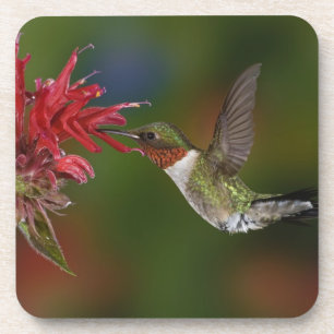 Dessous-de-verre Colibri à gorge rubis mâle