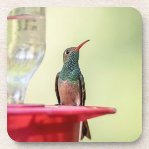 Dessous-de-verre Colibri à ventre cassé au Texas