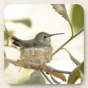 Dessous-de-verre Colibri femelle sur son nid