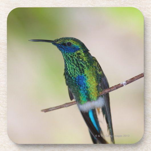 Dessous-de-verre Colibri vert de Violet-oreille (Devant)