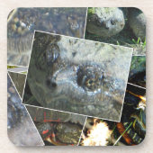 Dessous-de-verre Collage de tortue (Devant)